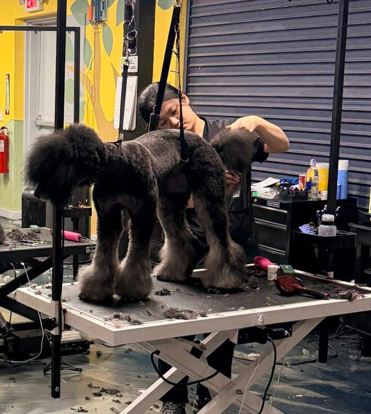 A groomer trims the fur of a black poodle on a grooming table inside a pet salon, showcasing professional grooming services with tools and hair clippings visible around.