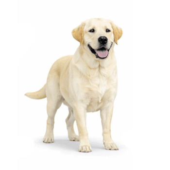A yellow Labrador Retriever stands on a white background, facing forward with its mouth open and tongue visible, looking fresh from professional grooming services.