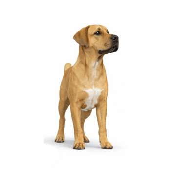 A tan dog with a white chest stands on all four legs, facing slightly to the right, against a plain white background—ready for its next visit to the grooming salon.