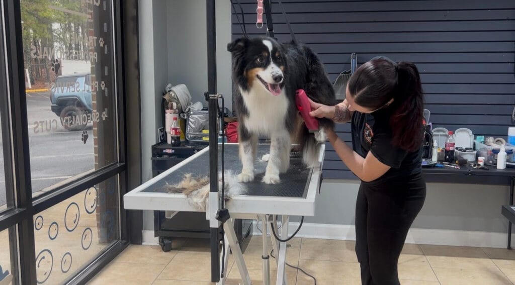 A groomer provides grooming services, trimming the fur of a black, white, and brown dog standing on a grooming table inside a pet salon.