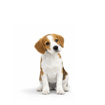 A brown and white beagle puppy sits on a white background, looking slightly to the side with its head tilted—fresh from our Pet Grooming services by professional groomers.