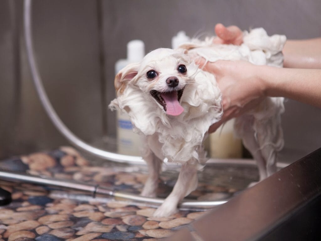 A small white dog is being bathed, covered in soap suds, while standing on a pebble-patterned surface, showing mild stress signals as it glances away.