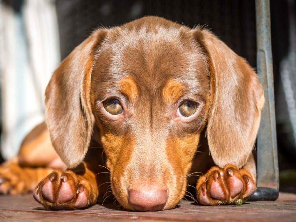A brown dachshund puppy lies on the floor with its head down and ears forward, looking directly at the camera&mdash;subtle stress signals visible in its posture.