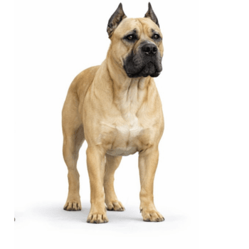 A large, muscular tan dog with cropped ears stands on a white background, facing slightly to the right—ready for a visit to the grooming salon or some pampering pet grooming services.