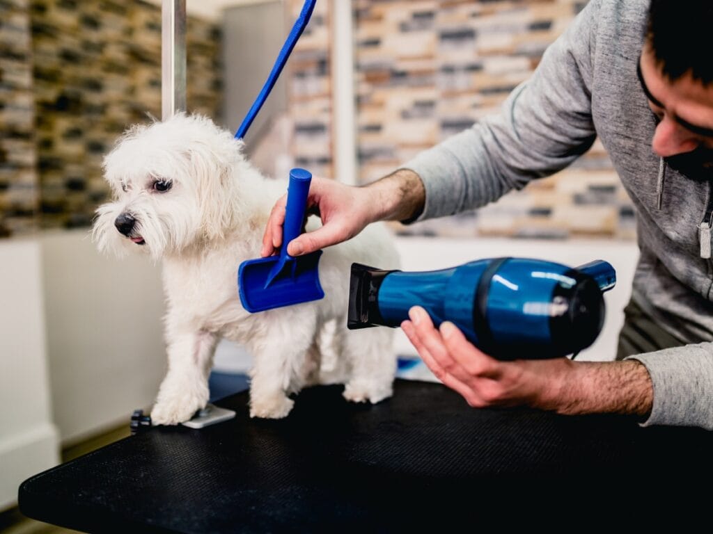 A person is drying and grooming a small white dog using a brush and a blue pet hair dryer on a grooming table.