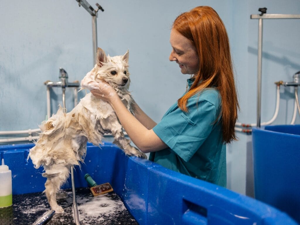 A woman in teal scrubs bathes a small white dog in a blue tub, lathering shampoo into the fur before drying the pup at a grooming facility.