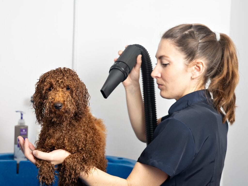 A groomer is drying a small, wet, curly-haired brown dog with a handheld pet dryer in a grooming area.
