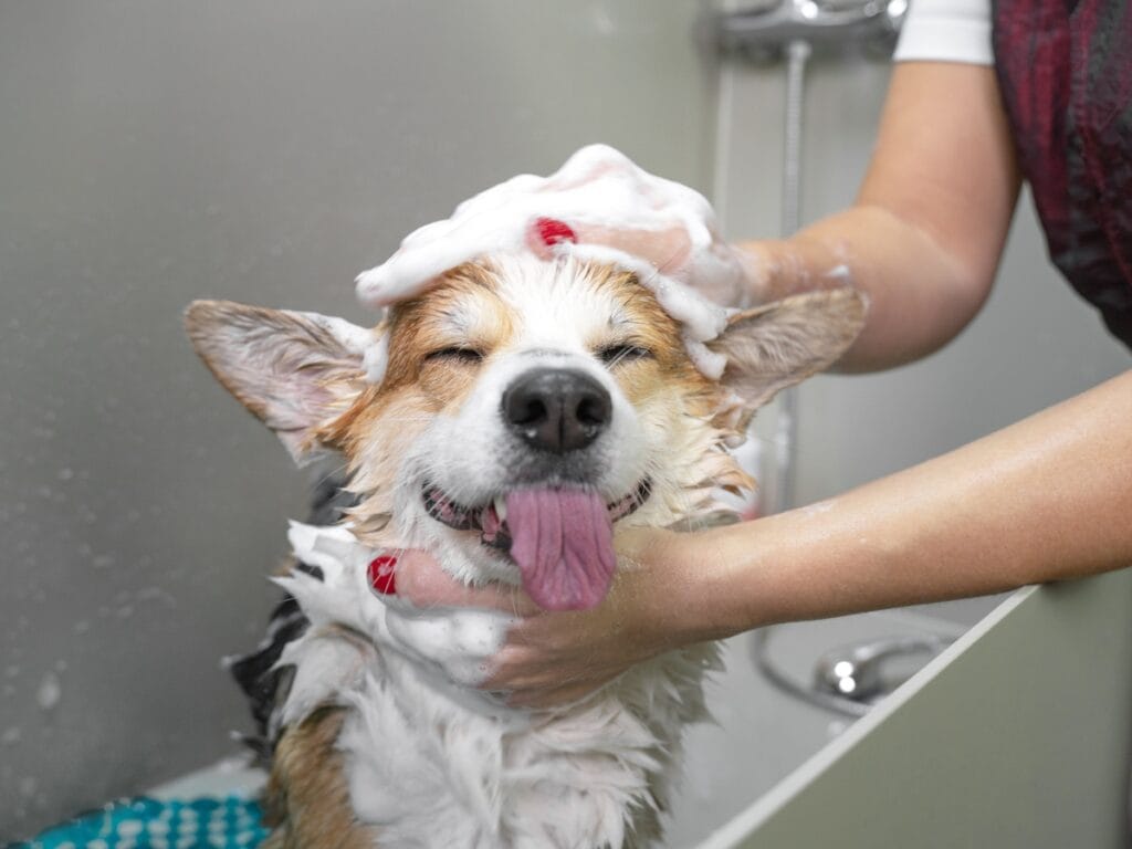 A dog with its eyes closed and tongue out is being bathed, covered in soap suds, as a person washes its head in a tub before drying.