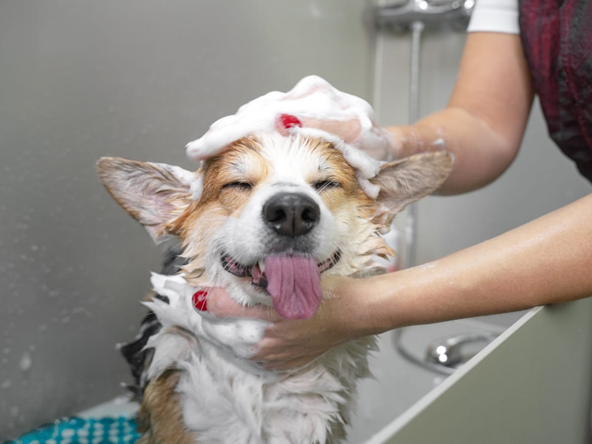 Safe Dog Drying Techniques After Bathing - OTCK9 Grooming School
