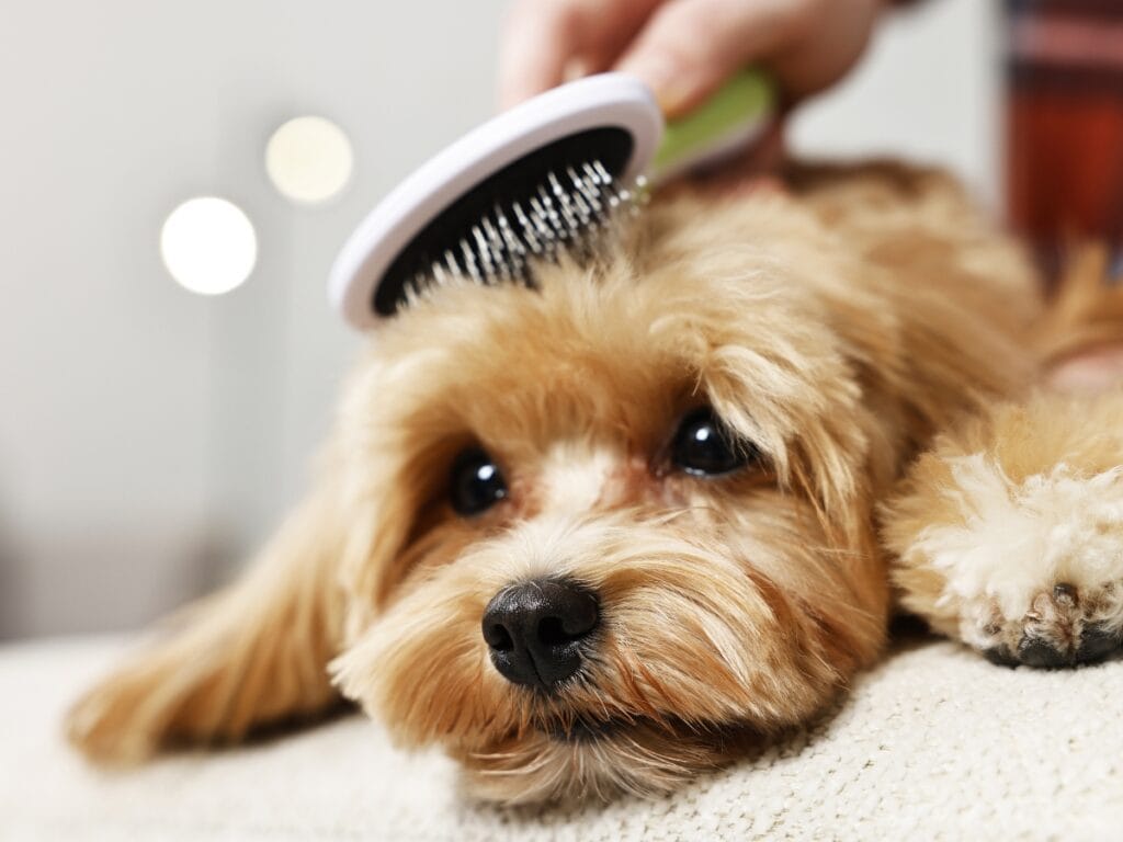 A small, light brown dog lies on a surface while someone brushes its fur with a white and black grooming brush, helping with drying after a bath.