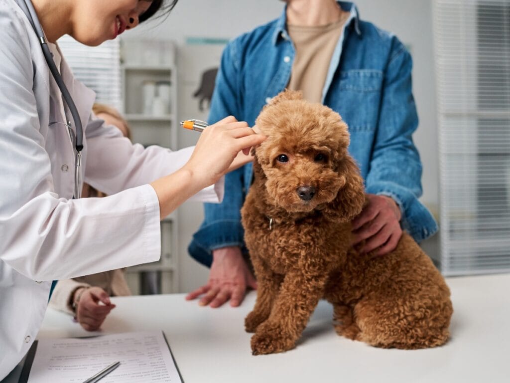 A veterinarian gives an injection to a brown poodle sitting on an exam table, while a person holds the dog steady after its ear cleaning.