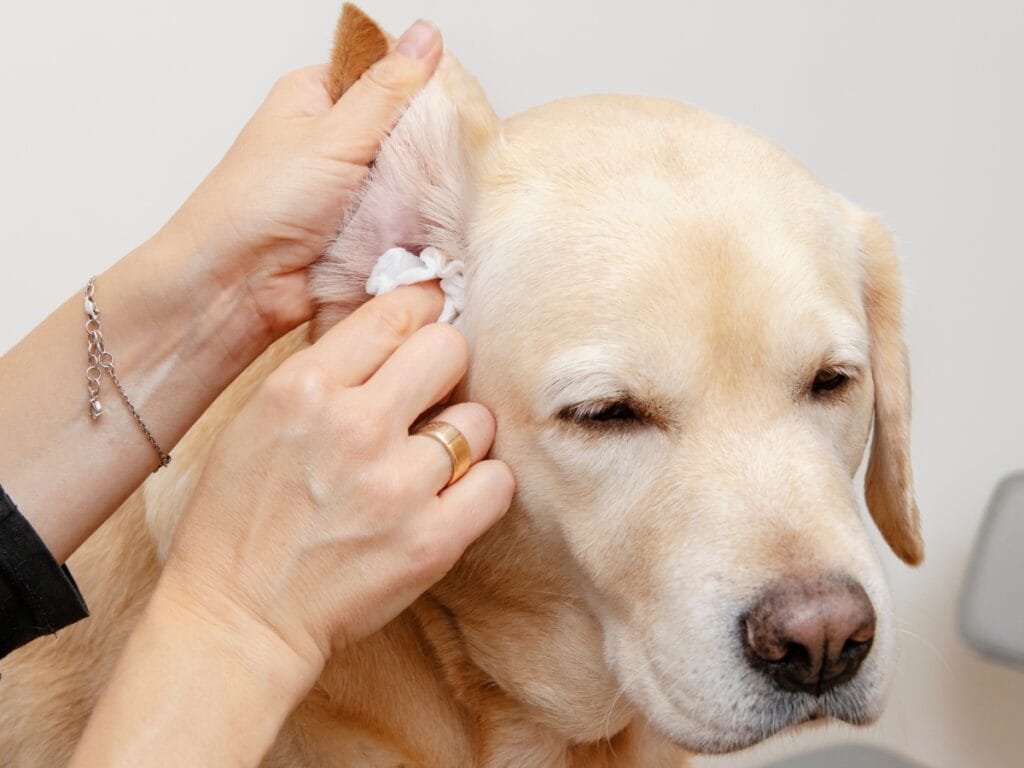 A person performs ear cleaning on a yellow Labrador retriever using a tissue, while the dog keeps its eyes partly closed.