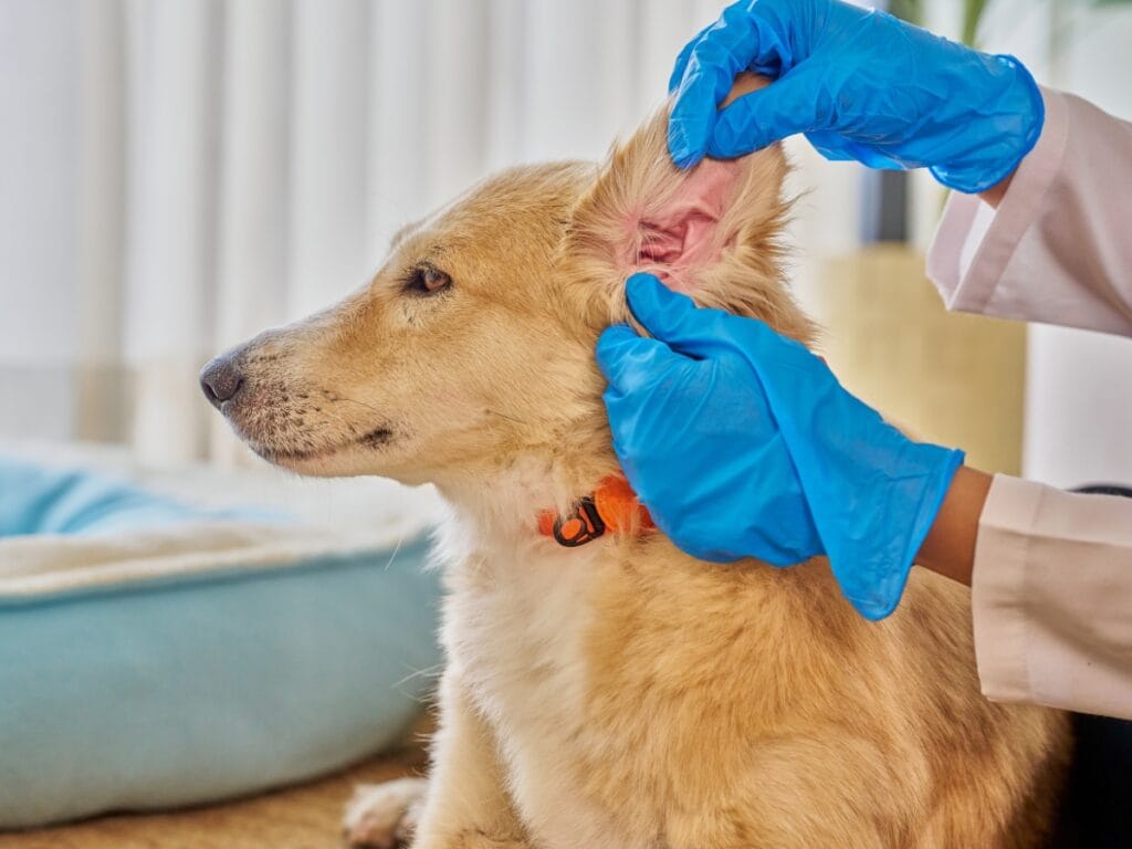 A person wearing blue gloves performs ear cleaning on a light brown dog with an orange collar indoors.
