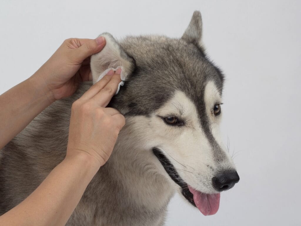 A person is performing ear cleaning on a gray and white husky dog, gently using a cotton pad against a plain white background.