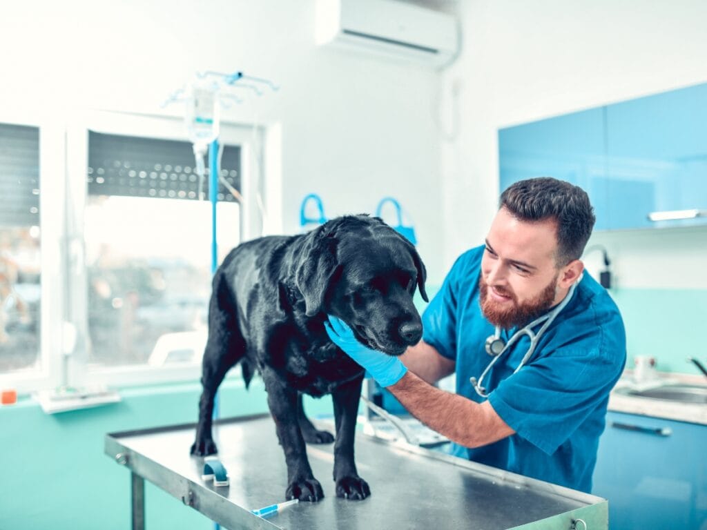 A veterinarian performs ear cleaning while examining a black dog on a metal table in a brightly lit veterinary clinic.