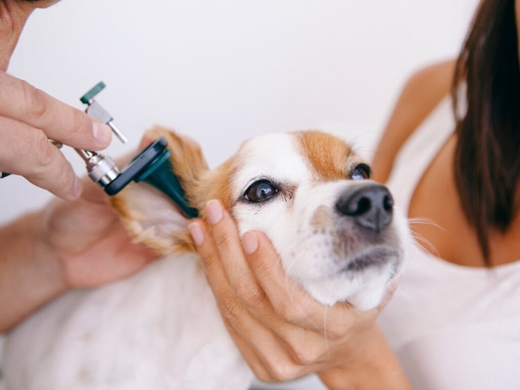 A veterinarian examines a dog's ear using an otoscope while a woman holds the dog still during an ear cleaning.