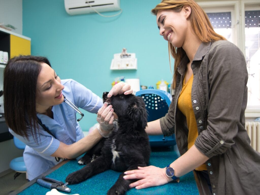 A veterinarian examines a black dog&rsquo;s mouth on an exam table while the owner stands nearby, smiling, as part of a routine checkup that may include ear cleaning in a veterinary clinic.