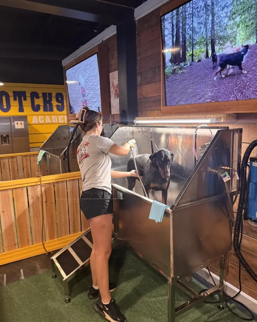 Woman bathing a dog in a grooming station with screens showing dogs.