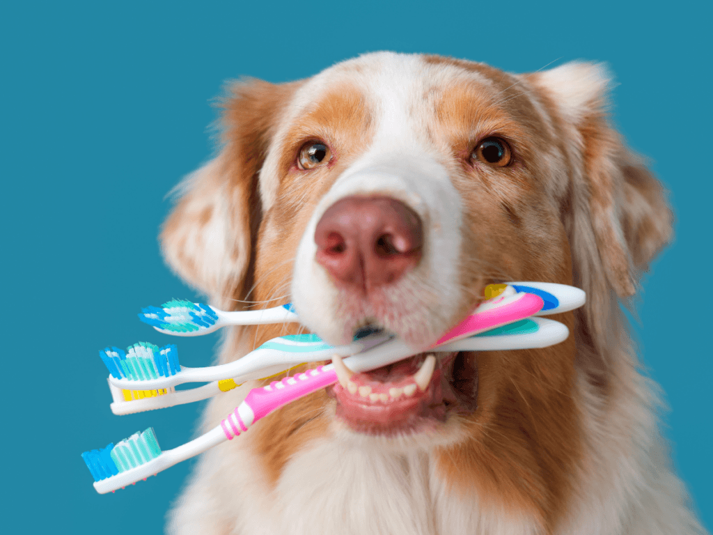 A dog holds four colorful toothbrushes in its mouth against a blue background, highlighting the importance of dental health for pets.