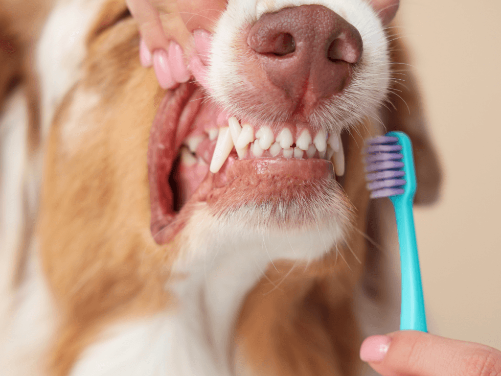A person holds a dog's mouth open to clean its teeth with a blue toothbrush, promoting the dog's dental health.