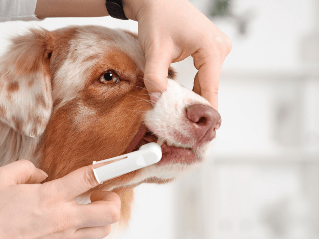 Person brushing the teeth of a brown and white dog with a finger toothbrush, gently holding the dog's snout and lifting its lip to support canine dental health.