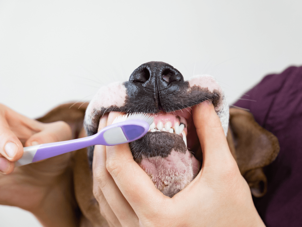 A person is holding a dog's mouth open and brushing its teeth with a purple toothbrush, promoting good dental health.