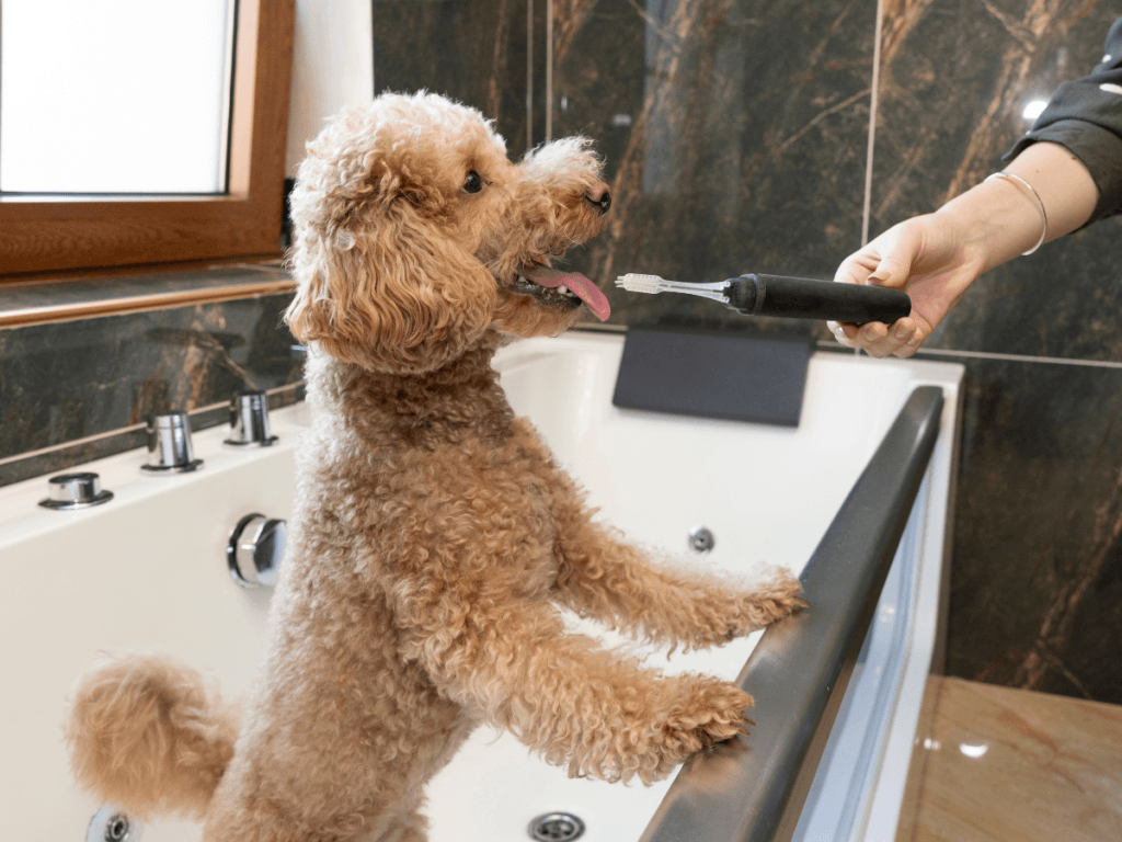 A curly-haired dog stands on its hind legs in a bathtub while a person promotes dental health by holding an electric toothbrush near its mouth.