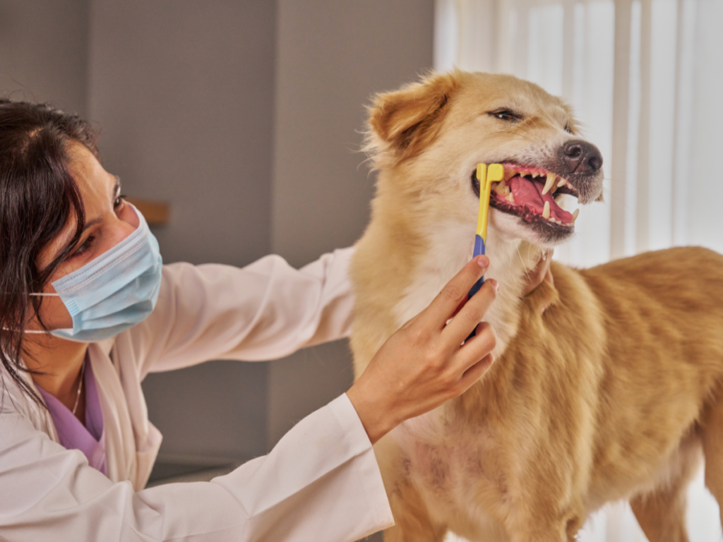A veterinarian focused on dental health wears a mask while gently brushing the teeth of a golden-colored dog indoors, using a yellow toothbrush.