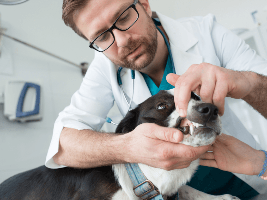 A veterinarian in glasses examines a dog's teeth in a clinic, gently holding the dog's mouth open while wearing a white coat and stethoscope, ensuring the pet’s dental health is properly assessed.