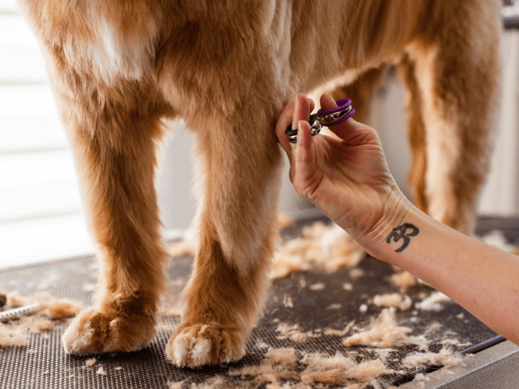 A person trims the fur on a cat's front leg with scissors from their grooming tools list; loose fur is scattered on the grooming table.