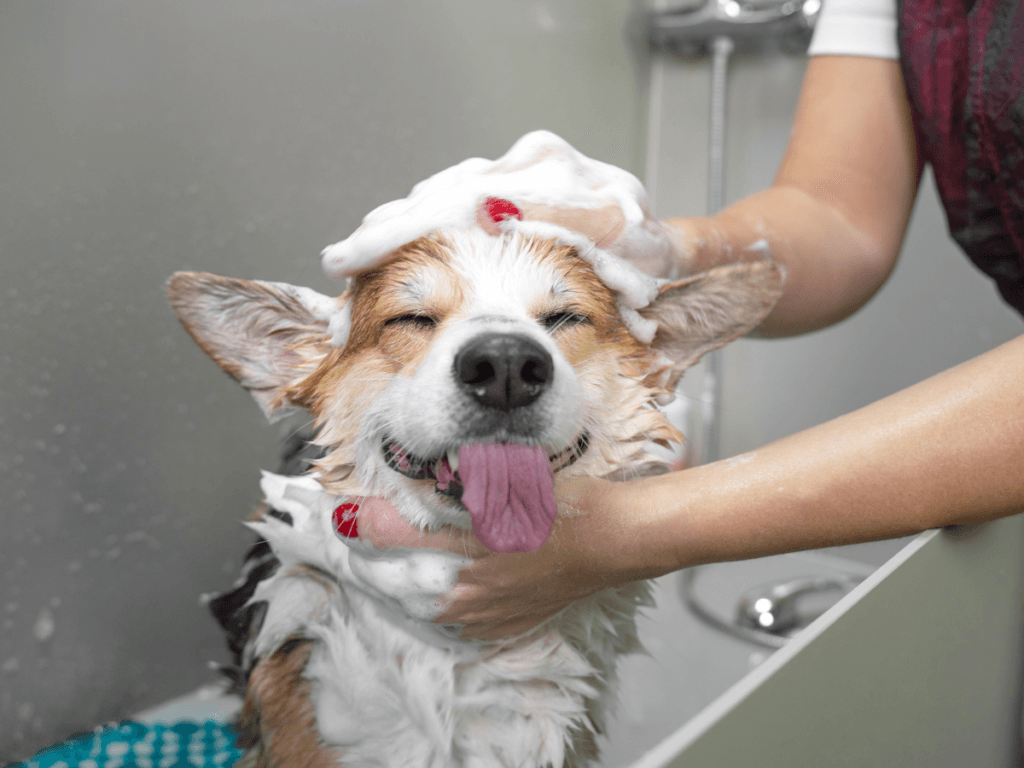 A dog with its eyes closed and tongue out is being bathed, covered in soap suds, while a person washes its head in a bathtub&mdash;essential items from any grooming tools list.