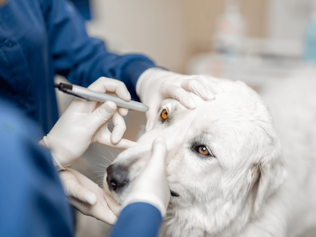 A veterinarian in blue scrubs examines the eyes of a large white dog using a handheld instrument, demonstrating expert dog eye care while wearing white gloves.