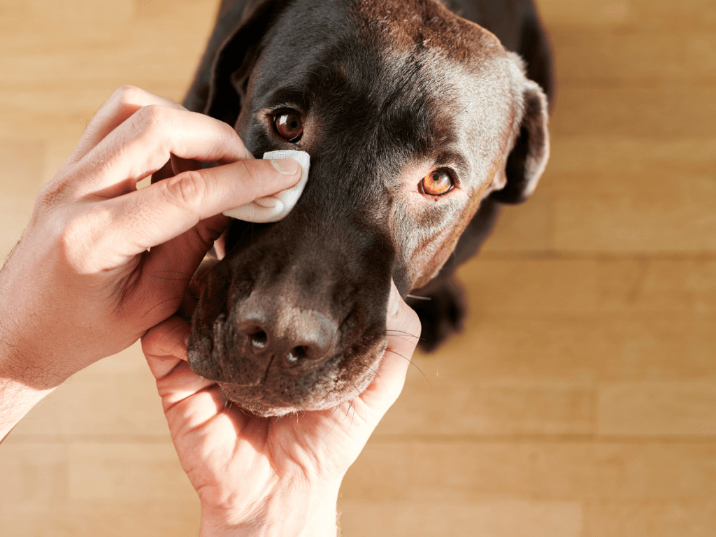 Person practicing dog eye care by cleaning a chocolate Labrador retriever's eye with a cotton pad, seen from above on a wooden floor background.