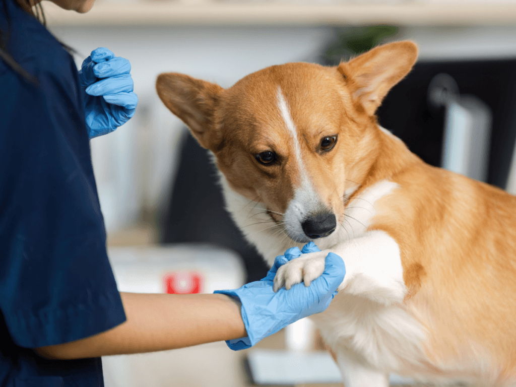 A person wearing blue gloves examines the paw of a Corgi dog in a clinical setting, ensuring overall health and attentive dog eye care.