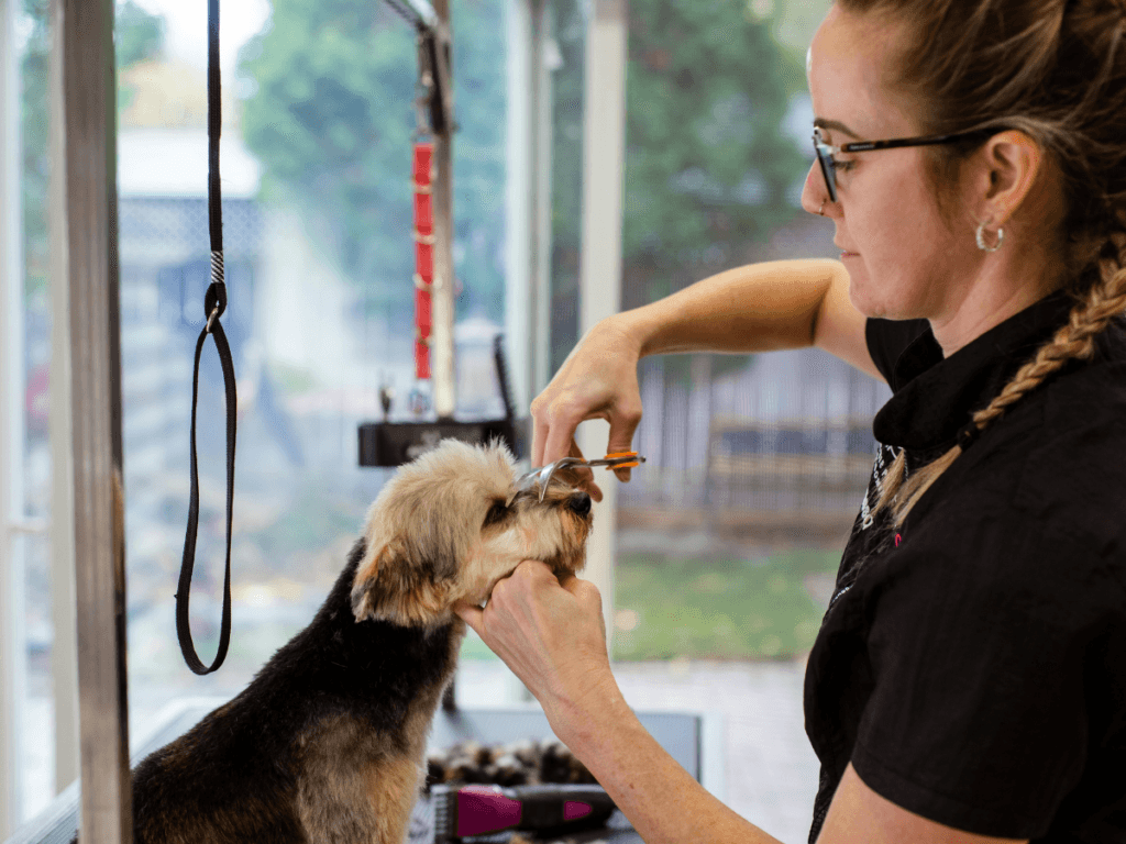 A dog groomer trims the facial hair of a small dog on a grooming table, carefully attending to dog eye care, with tools and fur visible around them.