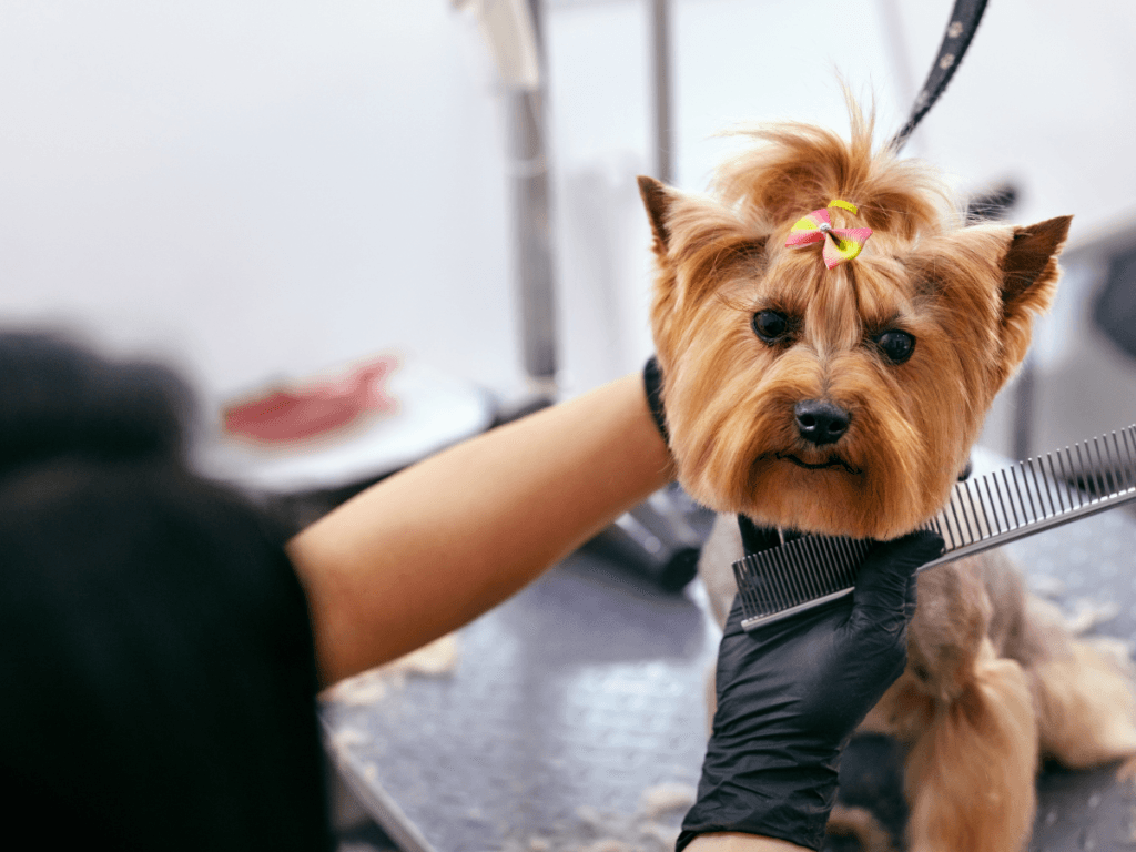 A small dog with a bow on its head is being groomed by a person wearing black gloves—an example of proper salon sanitation—as they hold a comb near the dog’s face.