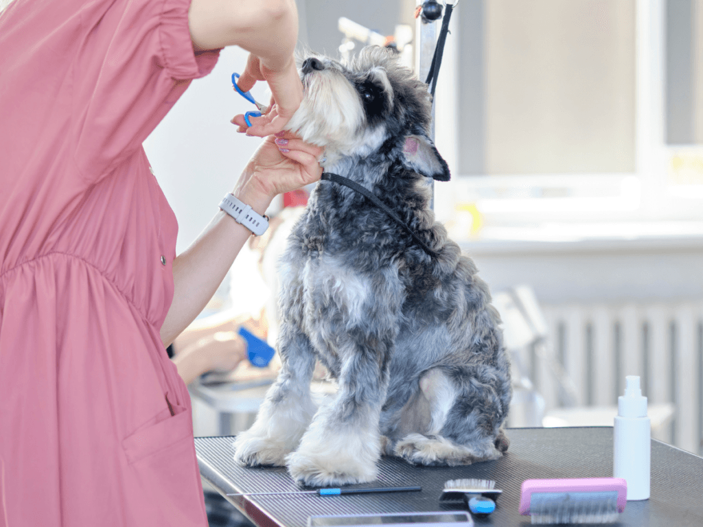 A groomer trims the beard of a small dog, possibly a Schnauzer, sitting on a grooming table with various tools nearby, ensuring salon sanitation throughout the process.