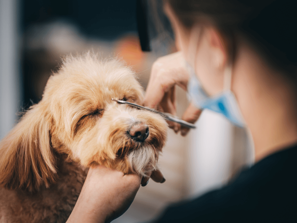 A person trims the fur around a small dog's eyes with scissors, carefully maintaining salon sanitation; the dog keeps its eyes closed during the grooming session.