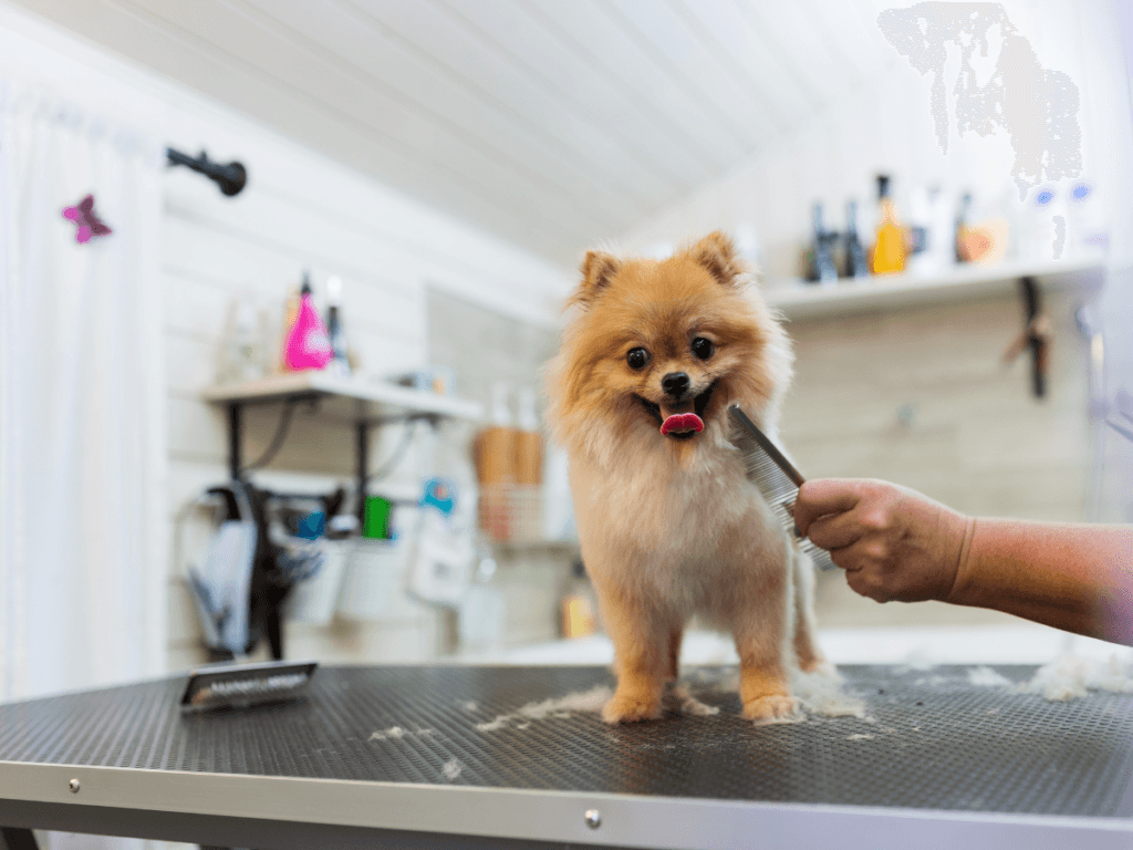 A small Pomeranian dog stands on a grooming table while a person combs its fur in a pet grooming salon, where salon sanitation is carefully maintained.