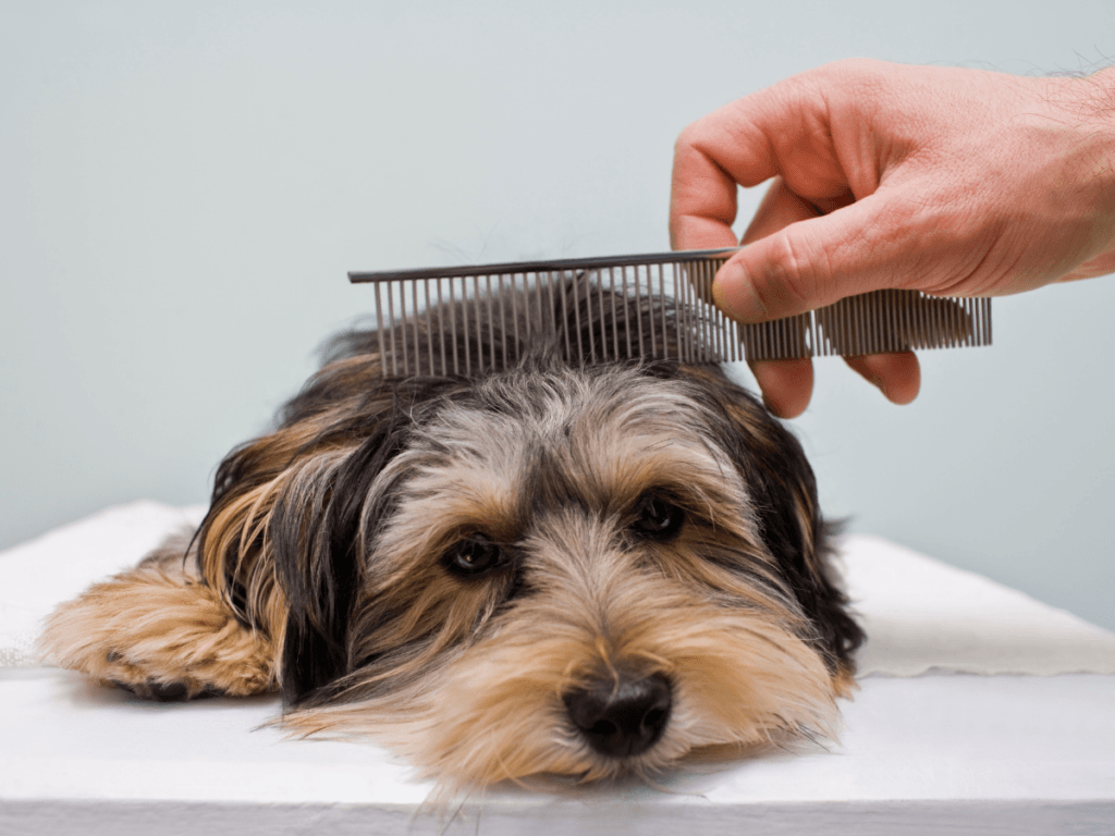 A small dog lies on a table while a hand uses a metal comb to groom its fur, demonstrating careful salon sanitation practices.