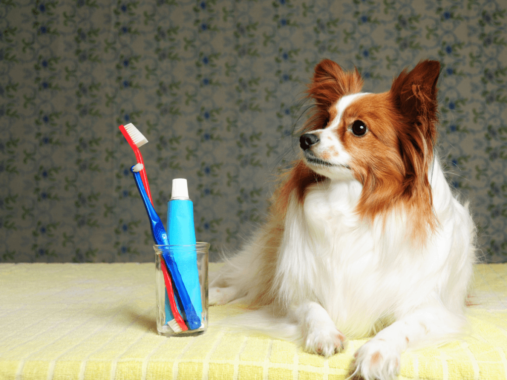 A small dog with long fur lies next to a glass holding a toothbrush and a tube of toothpaste on a yellow towel, ready for its dog teeth cleaning routine.