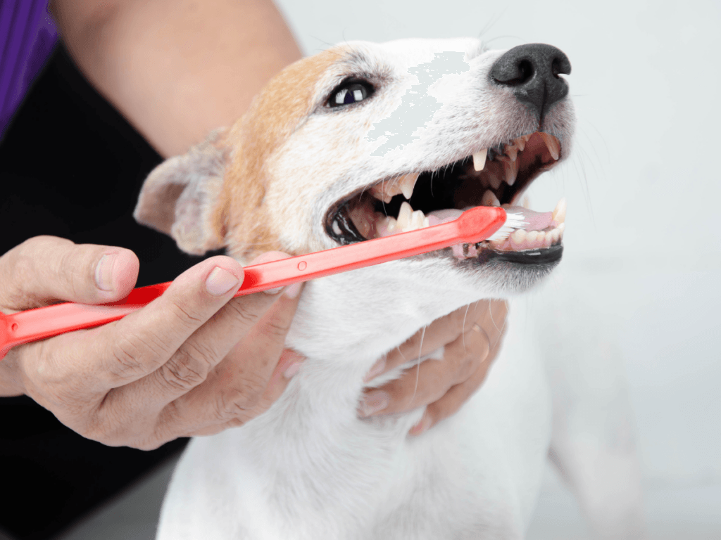 A person is performing dog teeth cleaning by brushing a small dog's teeth with a red toothbrush. The dog&rsquo;s mouth is open, showing its teeth, while the person gently holds its snout.