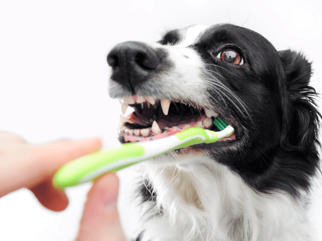A black and white dog is having its teeth brushed with a green and white toothbrush by a person's hand, highlighting the importance of regular dog teeth cleaning.