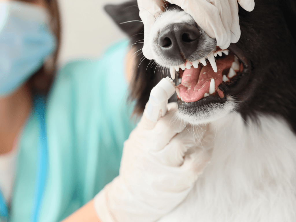 A veterinarian wearing gloves examines a dog's teeth and gums during a dental checkup. The dog&rsquo;s mouth is open as the vet holds a dental instrument, performing a thorough dog teeth cleaning to ensure the animal&rsquo;s oral health.