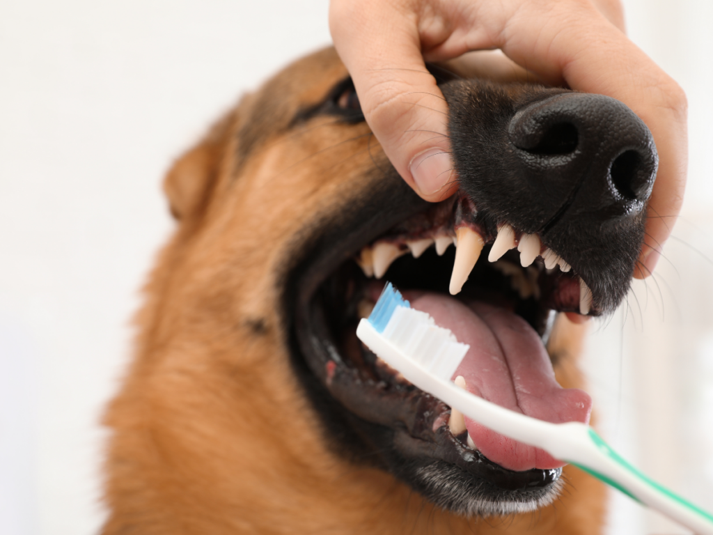 A person holds a dog's mouth open and uses a toothbrush to perform dog teeth cleaning.
