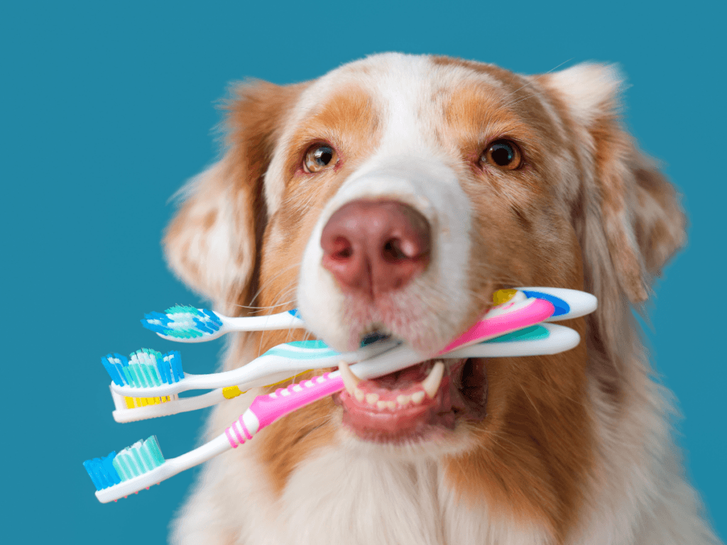A dog showcasing its dog teeth cleaning routine holds four colorful toothbrushes in its mouth, posing proudly against a solid blue background.