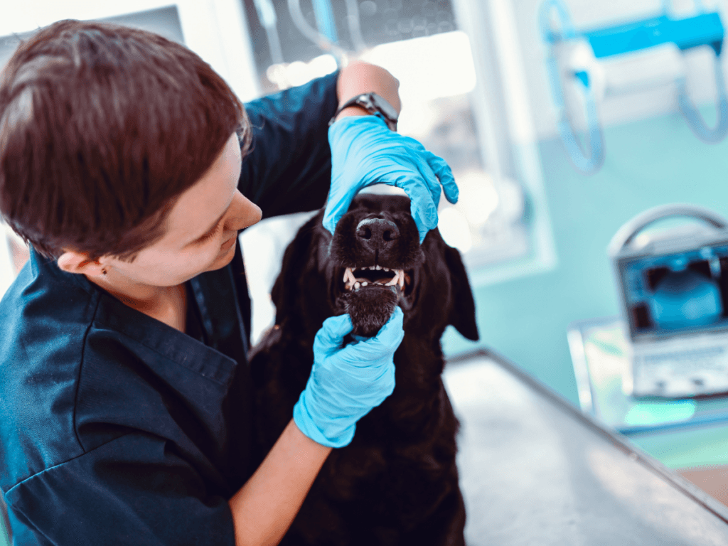 A veterinarian wearing blue gloves examines the teeth of a black dog on an exam table in a brightly lit clinic, ensuring proper dog teeth cleaning as part of the pet&rsquo;s health check.