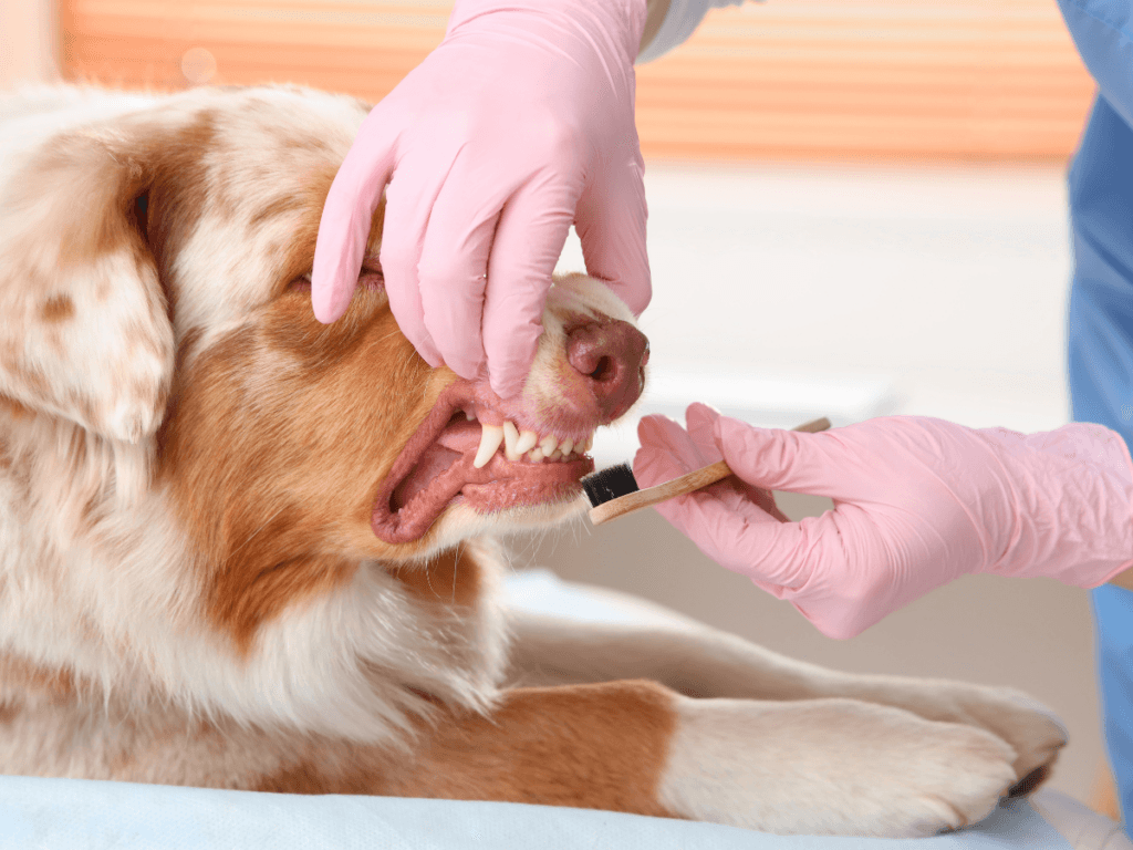Wearing pink gloves, a person performs dog teeth cleaning by brushing the dog's teeth with a toothbrush while gently holding the dog's mouth open.