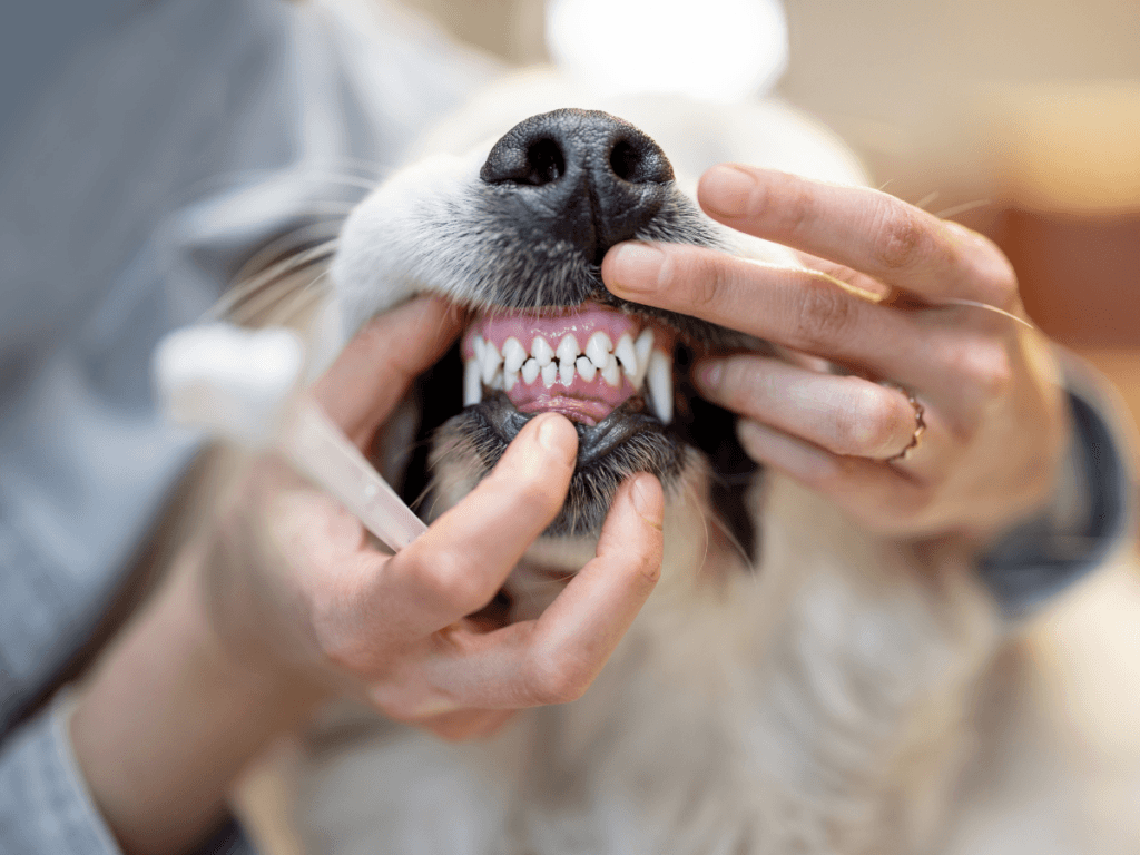 Close-up of a person holding a dog's mouth open to show its teeth, with a toothbrush in hand, preparing for dog teeth cleaning.