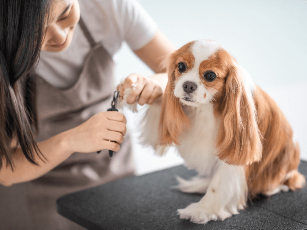 A woman trims the nails of a small brown and white dog on a grooming table, ensuring the pet stays comfortable with proper hot weather grooming care.
